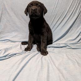 Green - Black male Labrador Retriever puppy in Parma, Idaho from Campbell Valley Labradors