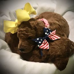 Poodle Puppies from Prissy Pants Poodles LLC