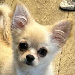 Elijah - Cream male Chihuahua puppy in Titusville, Florida from Moonhill Chihuahuas