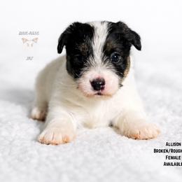 Allison - Tri-color female Russell Terrier puppy in Lufkin, Texas from Dixie-Rose JRT