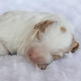 Boy 3 - male Labradoodle puppy in Crete, Nebraska from Doodles & Co