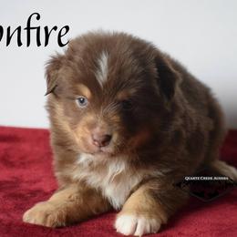 Bonfire - Red tri male Miniature Australian Shepherd puppy in Cody, Wyoming from Quartz Creek Aussies