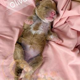 Olive - Apricot female Goldendoodle puppy in Murrieta, California from Apricot Poodles & Goldendoodles, LLC