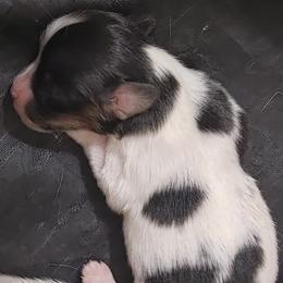 Boy 2 - White black and tan male Papillon puppy in Frostproof, Florida from Longwing Kennel