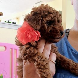 Girl 3 - Red  Poodle puppy in Westfield, Indiana from GentleID
