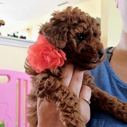 Girl 3 - Red  Poodle puppy in Westfield, Indiana from GentleID