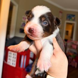 Dolly - Red tri female Miniature Australian Shepherd puppy in Buchanan, Georgia from Stanleyville Farm Mini Aussies