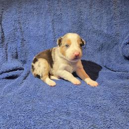 Flurry - Blue merle female Border Collie puppy in Menasha, Wisconsin from Little Rose Retrievers