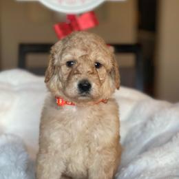 Chrissy - Apricot female Labradoodle puppy in San Antonio, Texas from I Love U Back Labradoodles, LLC