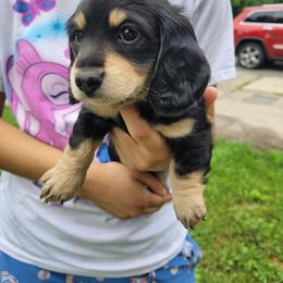 Alia - Black and cream female Dachshund puppy in Round Lake Beach, Illinois from Doxie Dynasty