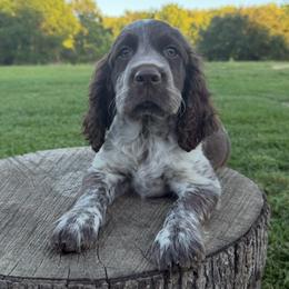 Liver and white roan - Liver and white female English Springer Spaniel puppy in Defuniak Springs, Florida from Anastasia Knight's Cocker Spaniels