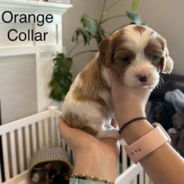 Sable - Blenheim female Cavapoo puppy in Smithfield, Utah from Shoemaker Farm & Cavapoo Kennel
