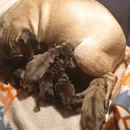 Pugs from Kratos Legacy