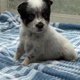 Hawthorn - Blue mottled male Australian Cattle Dog puppy in Seneca, Missouri from MO Morningstar Heelers