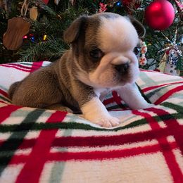 Sven - Blue fawn male French Bulldog puppy in Columbia Falls, Montana from Glacier French Bulldogs of Montana