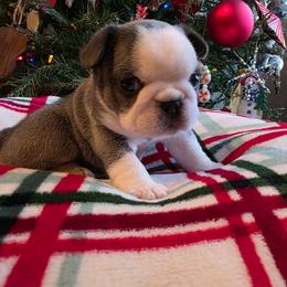 Sven - Blue fawn male French Bulldog puppy in Columbia Falls, Montana from Glacier French Bulldogs of Montana