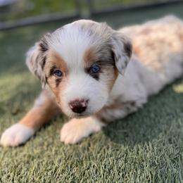 Buttons - Red merle male Australian Shepherd puppy in Ramona, California from Blue Moon Aussies