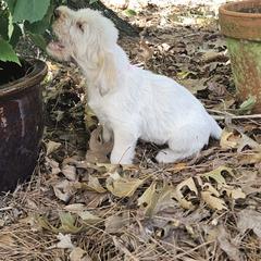 Whitt - Orange roan female Spinone Italiano puppy in Alachua, Florida from Asperida Spinoni and Dachshunds