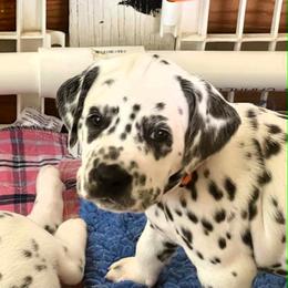 Poppy (orange girl) - White and black female Dalmatian puppy in Acampo, California from Gateway Farm Dalmatians