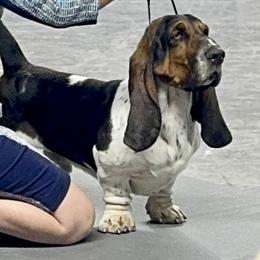 Colt - Basset Hound
