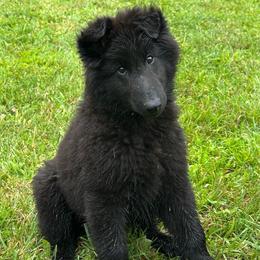Reef (Red) - Black male Belgian Sheepdog puppy in Franklin, West Virginia from Wildmour K9