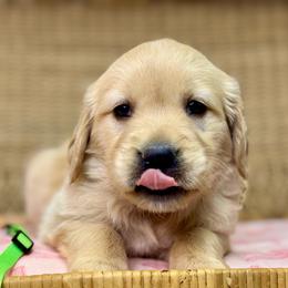 Miss Neon Green - Golden female Golden Retriever puppy in Tonasket, Washington from Denzil’s Goldens