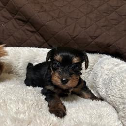 Boy 2 - Black and gold male Yorkshire Terrier puppy in Mesquite, Texas from Small Pawz Yorkies