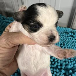 Winnie - Parti female Maltipoo puppy in Lawrenceburg, Tennessee from LUV Poodles and Maltipoos