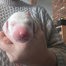Apollo (yellow) - White and black male Dalmatian puppy in Palmer, Massachusetts from Delaney's Dalmatians 2