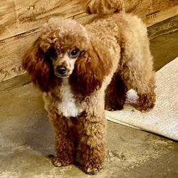Poodle Puppies from Top Shelf Toy Dogs