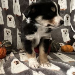 Miniature Australian Shepherd and Toy Australian Shepherd Puppies from Hotmess of Aussies