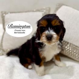 Remington - Tri-color male Bernedoodle puppy in Jackson, Mississippi from T.M. Poodles & Doodles