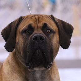 American Staffordshire Terriers and Boerboels from Brooke Wood's Boerboel and American Staffordshire Terriers