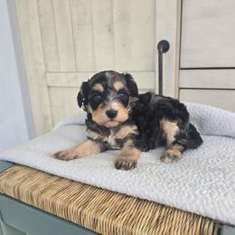 Nova - Merle female Cavapoo puppy in Floyd, Virginia from Hearts and Paws Poodles and Doodles