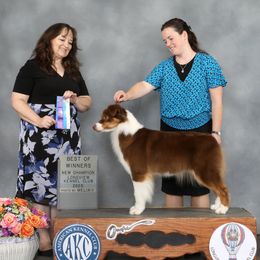 Praline - Australian Shepherd