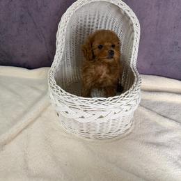 Lily(AKC) - Red  female Poodle puppy in Moreno Valley, California from Yanni's Poodle