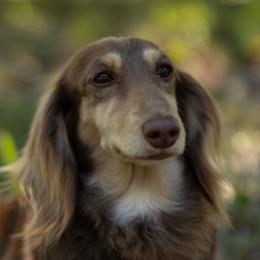 Dachshunds from Sierra Boyette