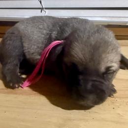 Pink - Yellow female Black Mouth Cur puppy in Warsaw, Missouri from Heritage Cow Dogs