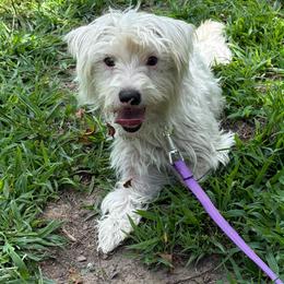 Summer - Yorkshire Terrier