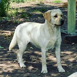 Waddy - Labrador Retriever