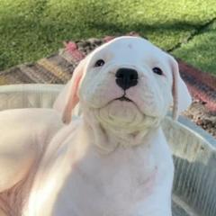 Dogo Argentinos from Luzbull Verdes Pampas