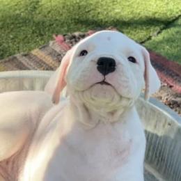 Dogo Argentinos from Luzbull Verdes Pampas