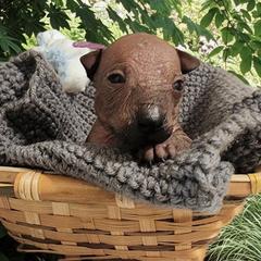 Dunama (purple) - Slate male Xoloitzcuintli puppy in Atwater, California from Cen Cal Xoloitzcuintle