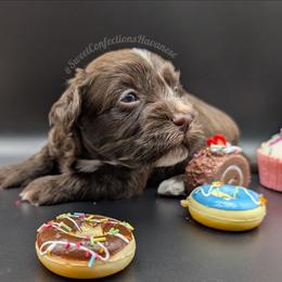 Chocolate Mousse - Chocolate male Havanese puppy in Marysville, Ohio from Sweet Confections Havanese
