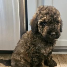 Caleb - Merle male Goldendoodle puppy in Kansas City, Missouri from Poppy's Doodles