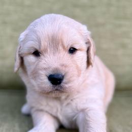 Ski Cooper- dark blue collar - Golden male Golden Retriever puppy in Colorado Springs, Colorado from Mercy Mountain Bernedoodles