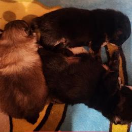 Pomeranian puppies from HERRPOMS