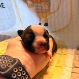 Yellow - Seal brindle and white female Boston Terrier puppy in Hialeah, Florida from K&N Boston Paws