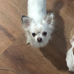 Chihuahuas from Fancy Chihuahuas