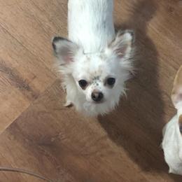 Chihuahuas from Fancy Chihuahuas